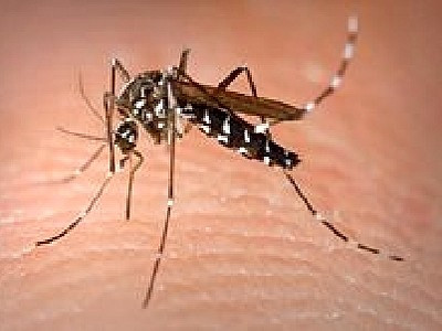 Cách phòng chống bệnh sốt xuất huyết cho trẻ