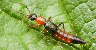 Cách Diệt Kiến Ba Khoang Trong Mùa Mưa